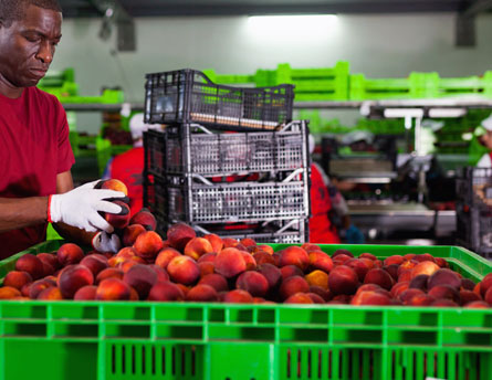 worker handling fruit